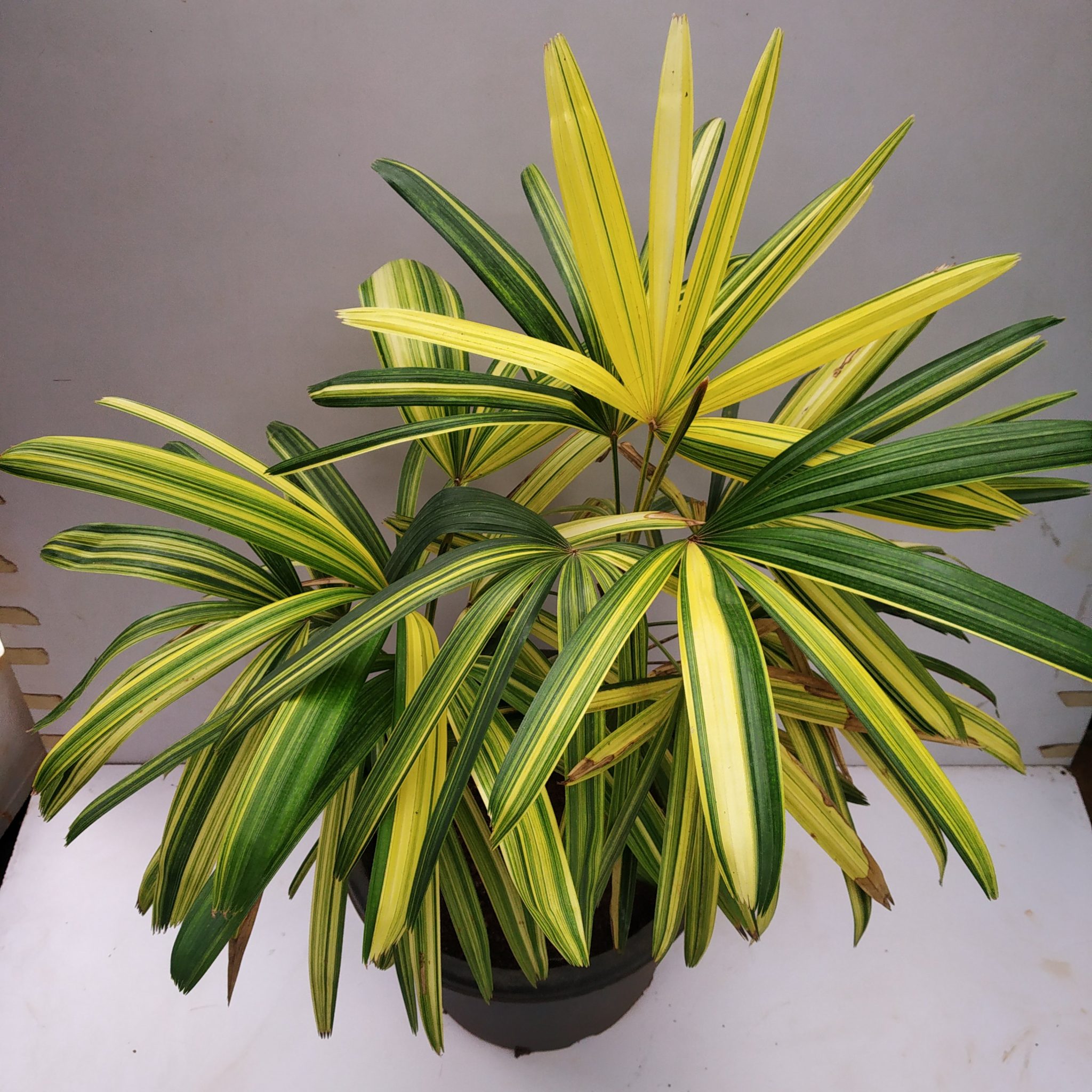 Varigated Rhapis Excelsa Variegated Lady Palm Nurserybuy 