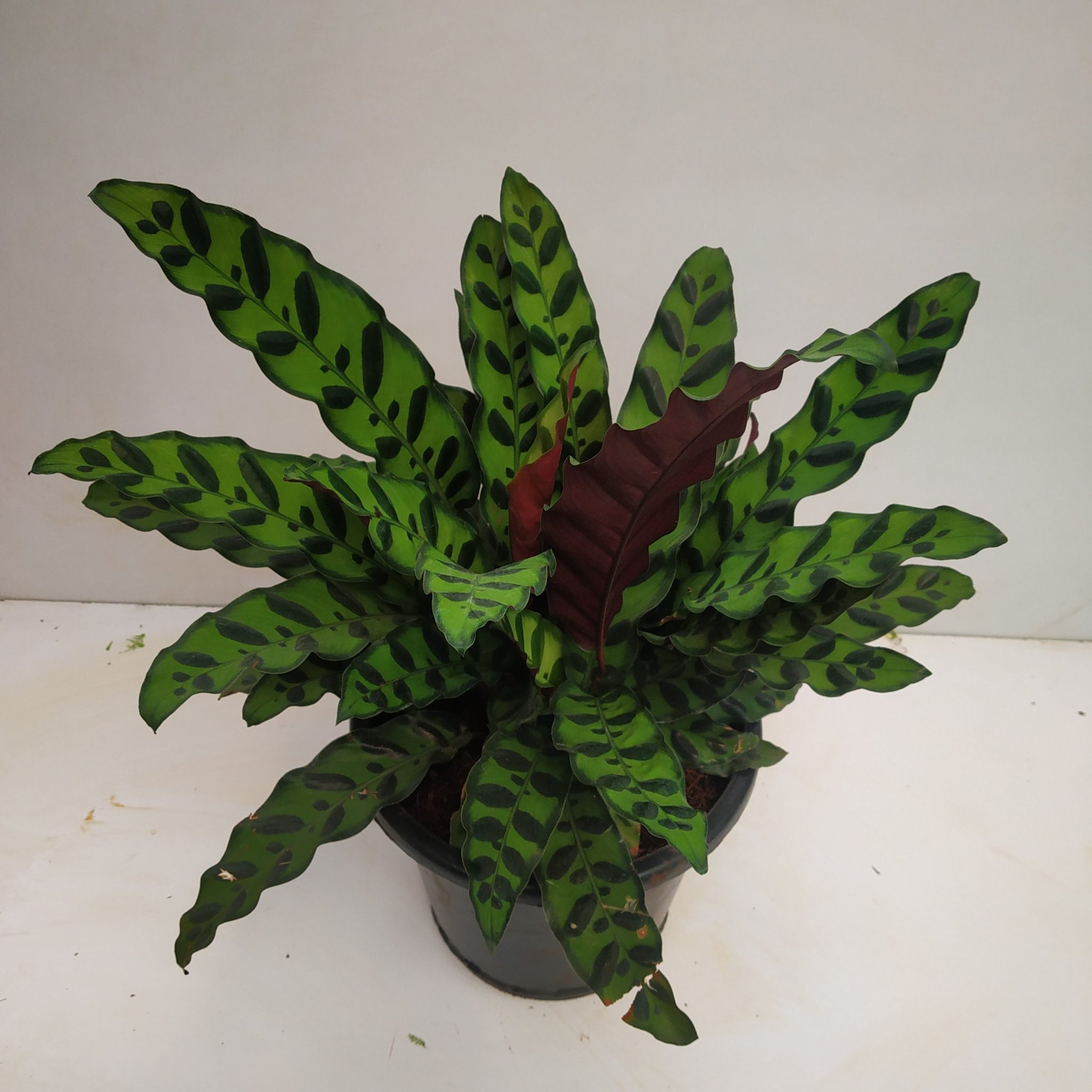 Calathea Lancifolia ‘Rattlesnake’ Large - NurseryBuy