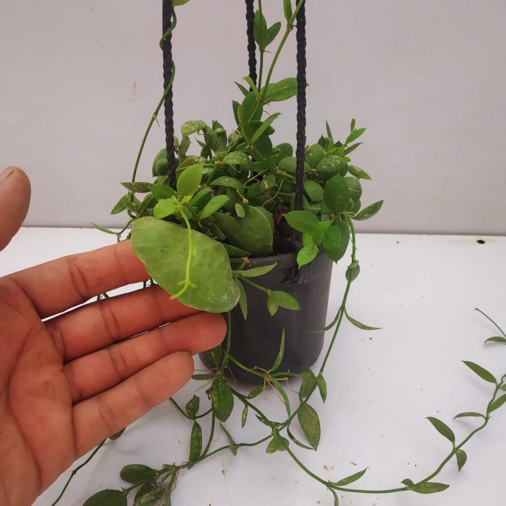 Snaily - The Snail Shell Plant - Ant Plant - Dischidia pectenoides - in
