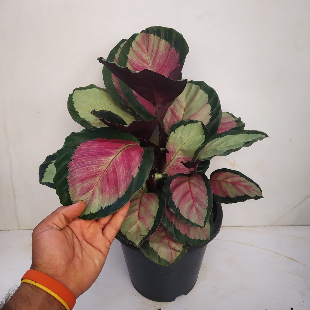 calathea-roseopicta-rosy-large-nurserybuy