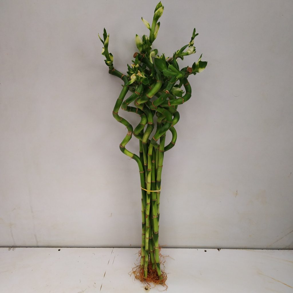 Spiral Bamboo Stick (Combo of 10) - NurseryBuy