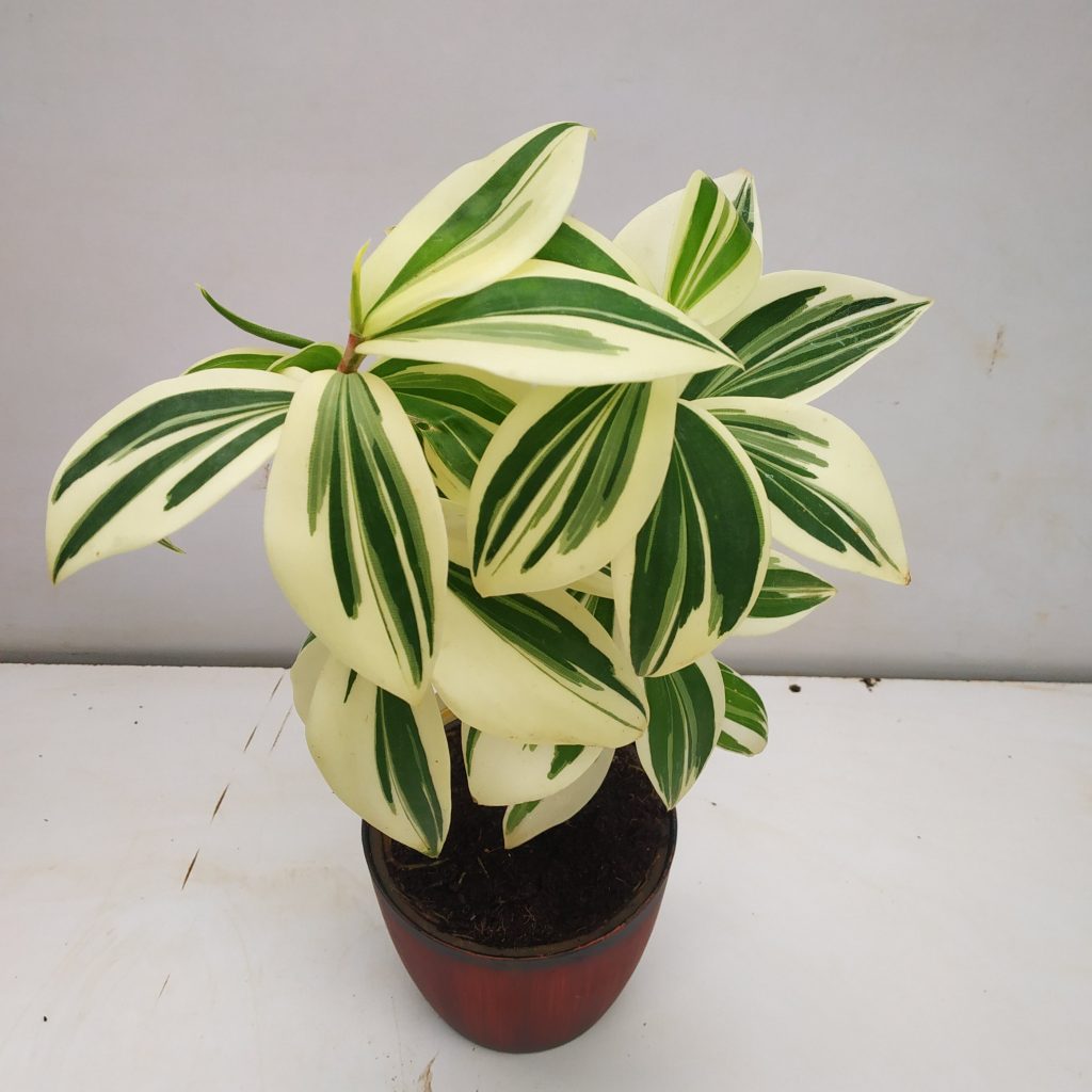 Costus Arabicus 'Variegata' - NurseryBuy