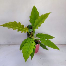 Philodendron Ring buy Of Fire Variegated Aurea