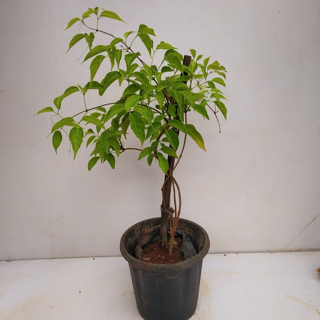 Sankrant Vel, Flame Vine - NurseryBuy