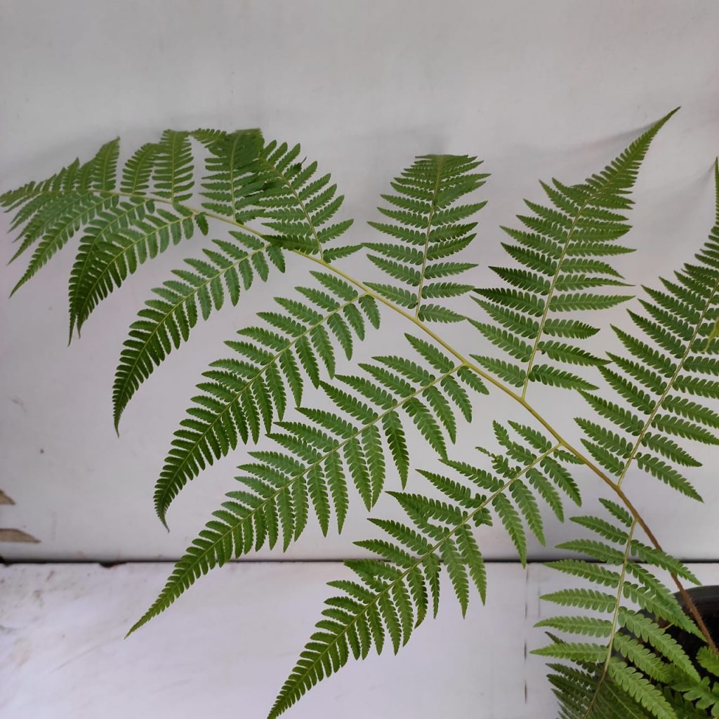 Cibotium Barometz (Wooly Fern) - NurseryBuy