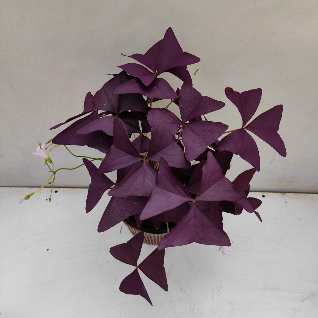 Oxalis Regnellii 'Francis' (Purple Shamrock Plant) - NurseryBuy