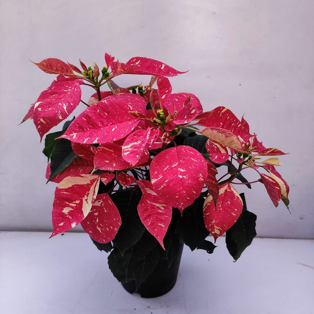 Poinsettia 'Jingle Bells' NurseryBuy