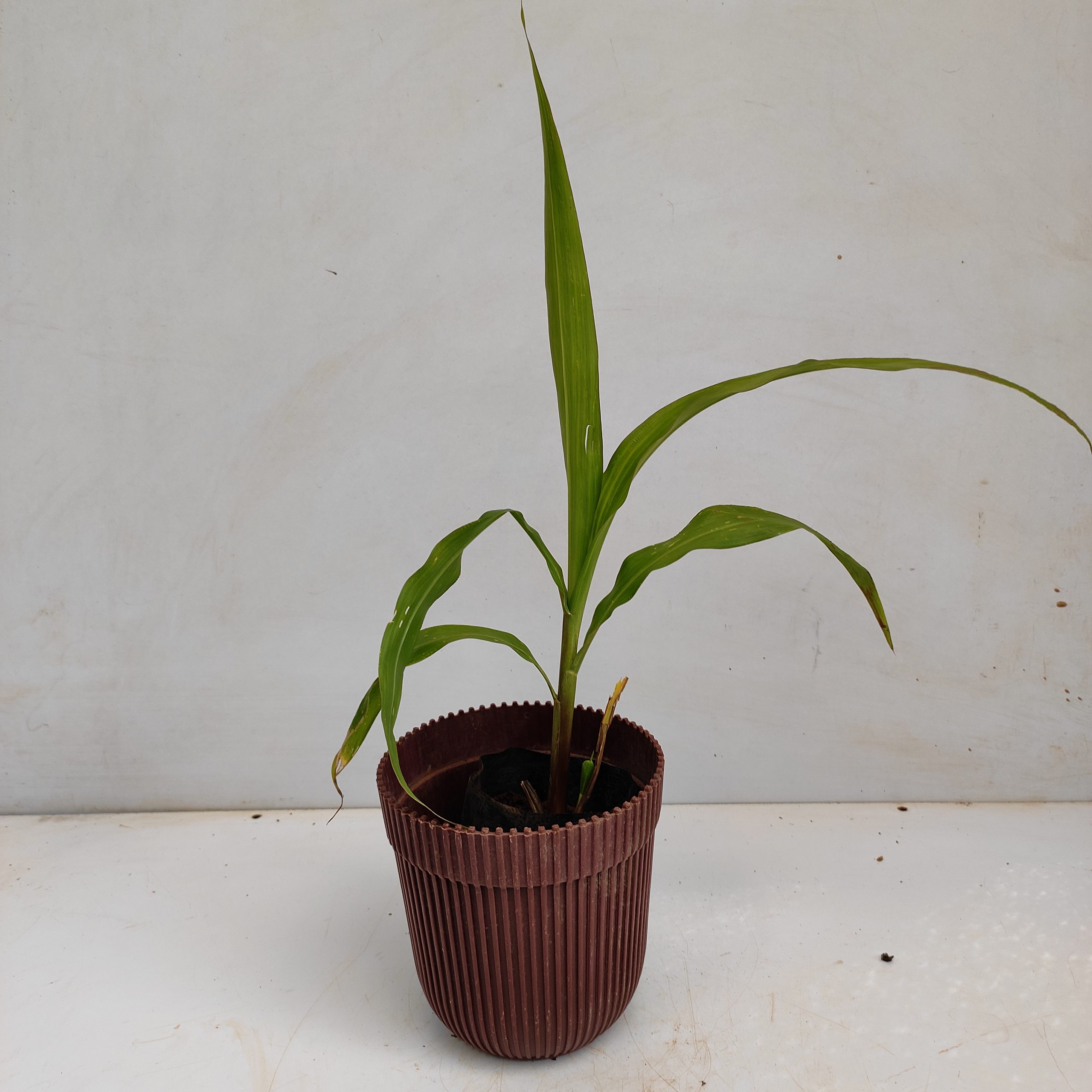 Vaijayanti NurseryBuy