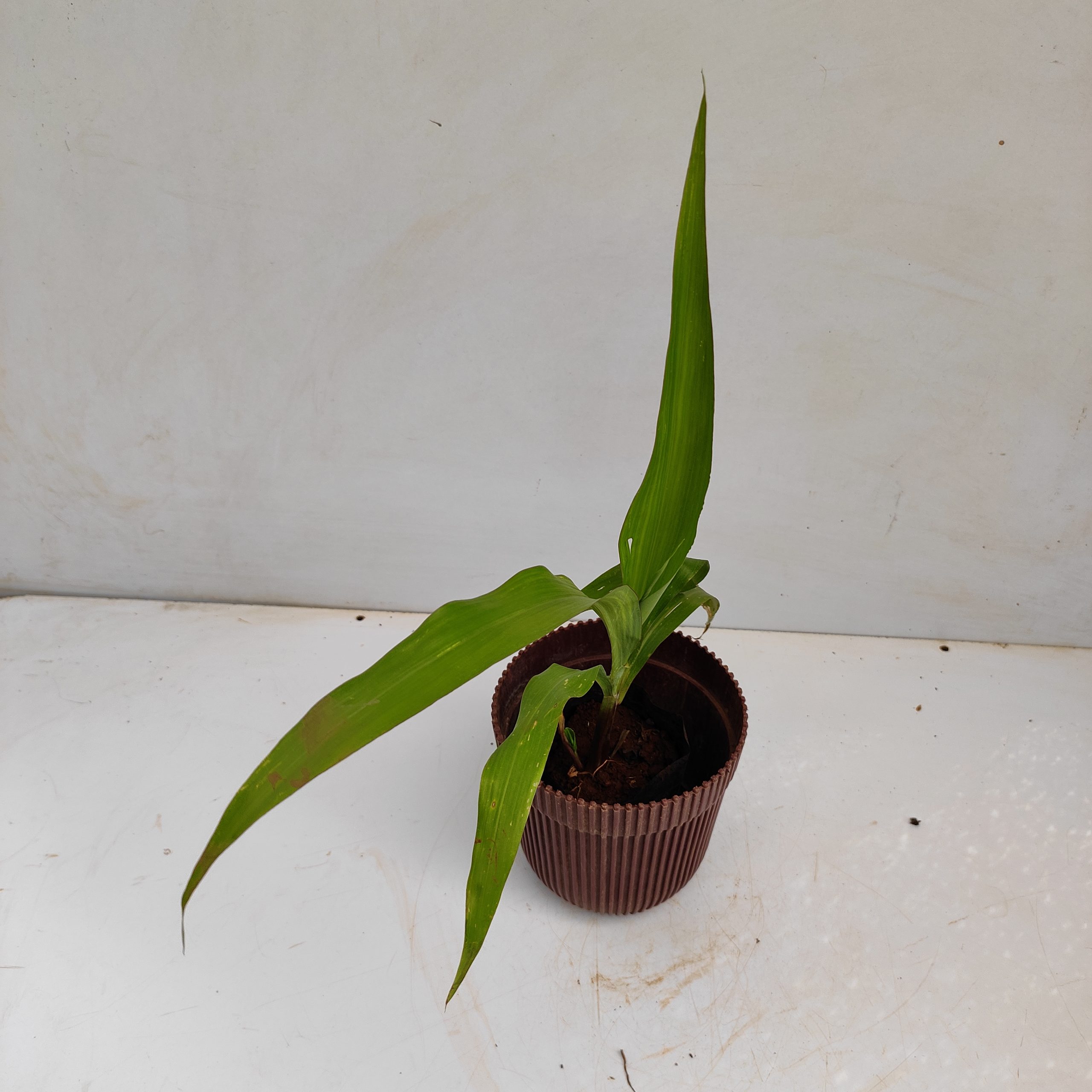 Vaijayanti NurseryBuy