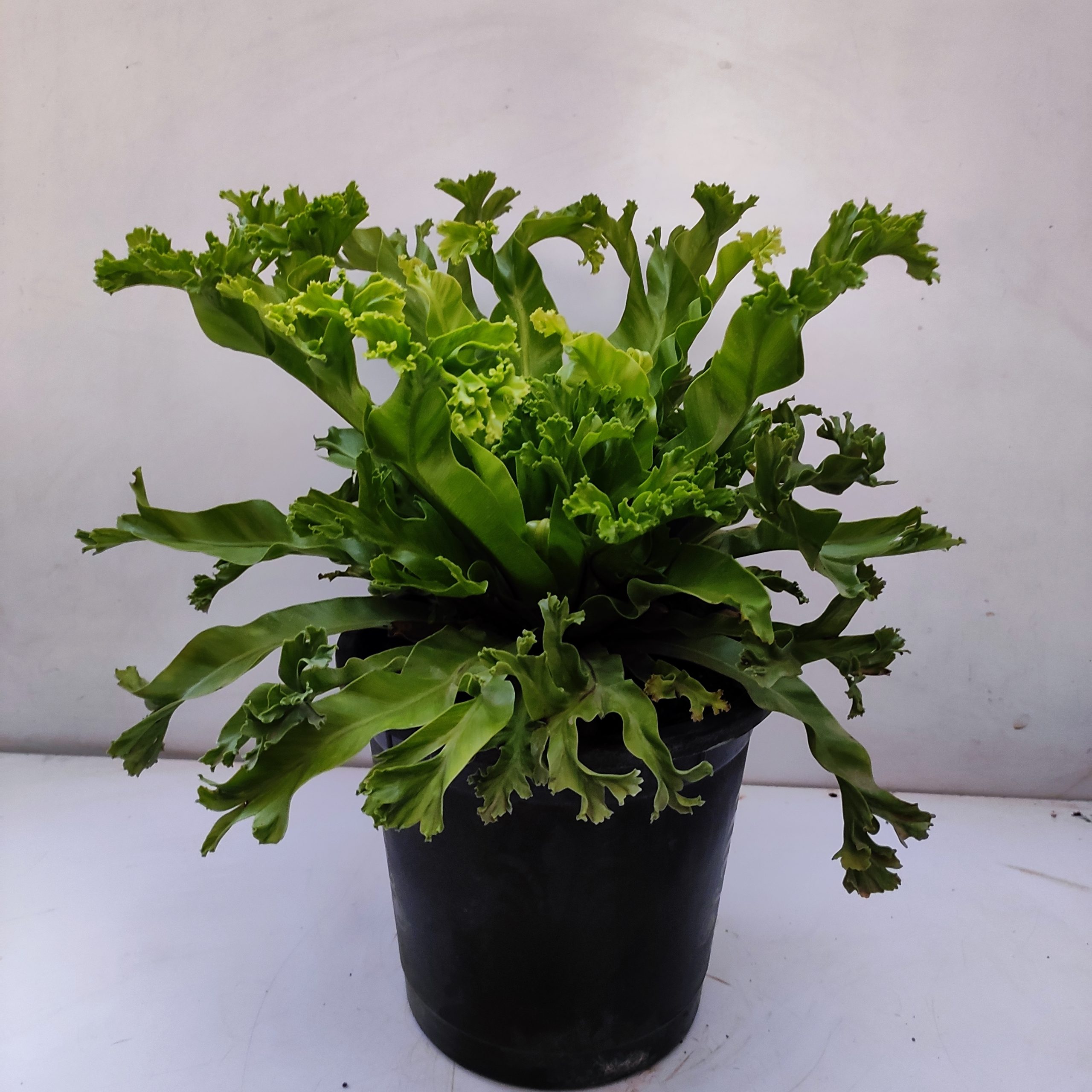 Asplenium Antiquum Leslie Nurserybuy