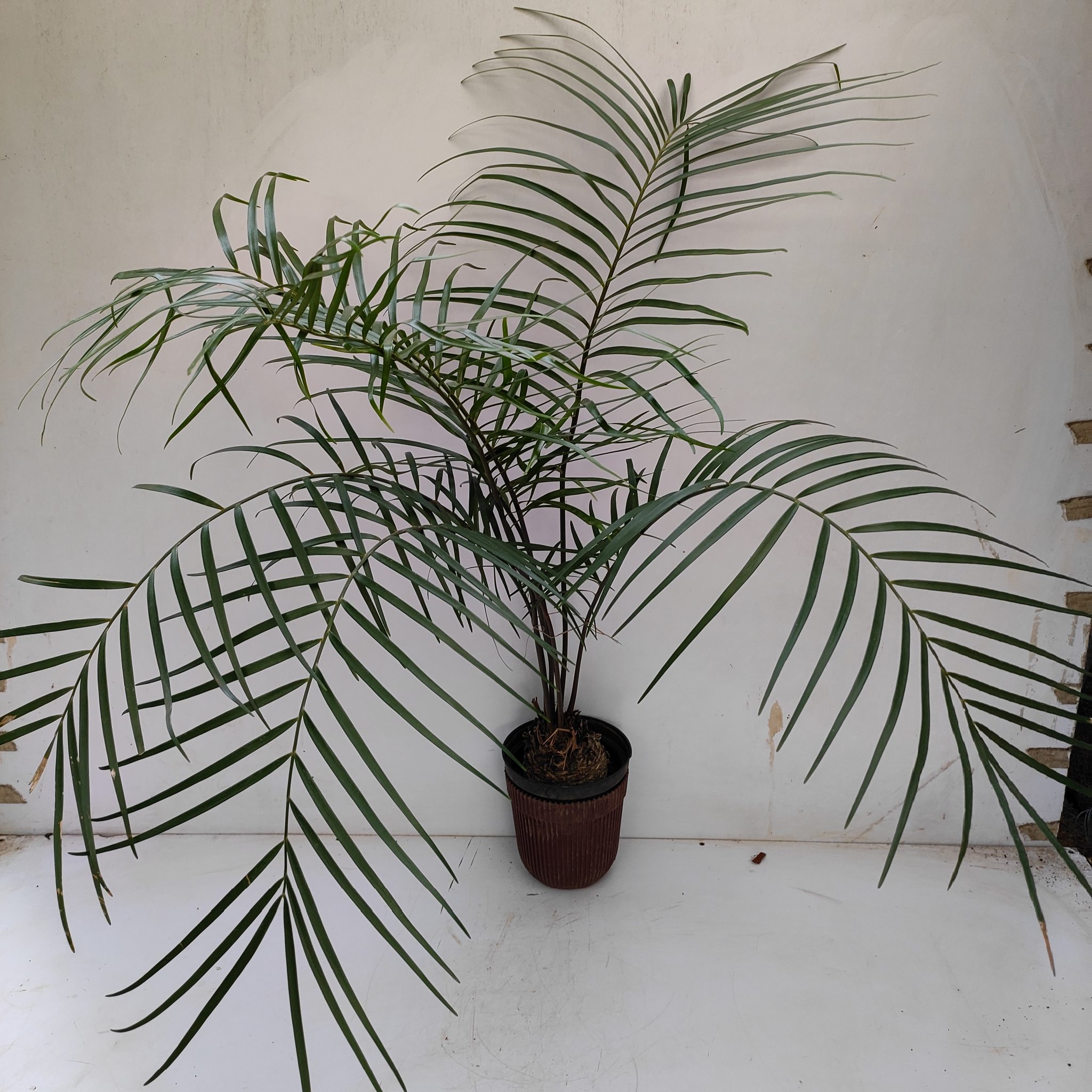 Cycas Pectinata Palm NurseryBuy