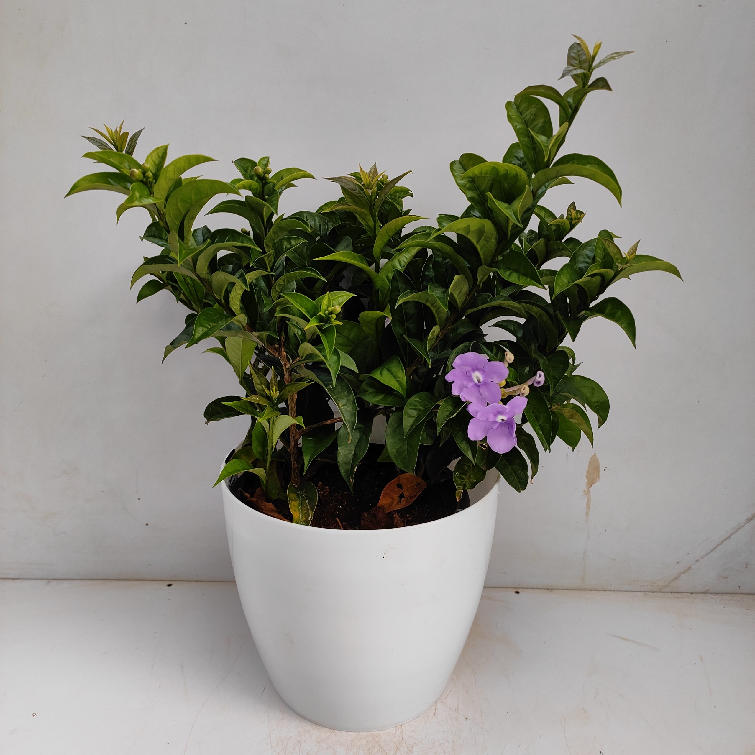 Brunfelsia Latifolia, Yesterday, Today and Tomorrow plant, - NurseryBuy