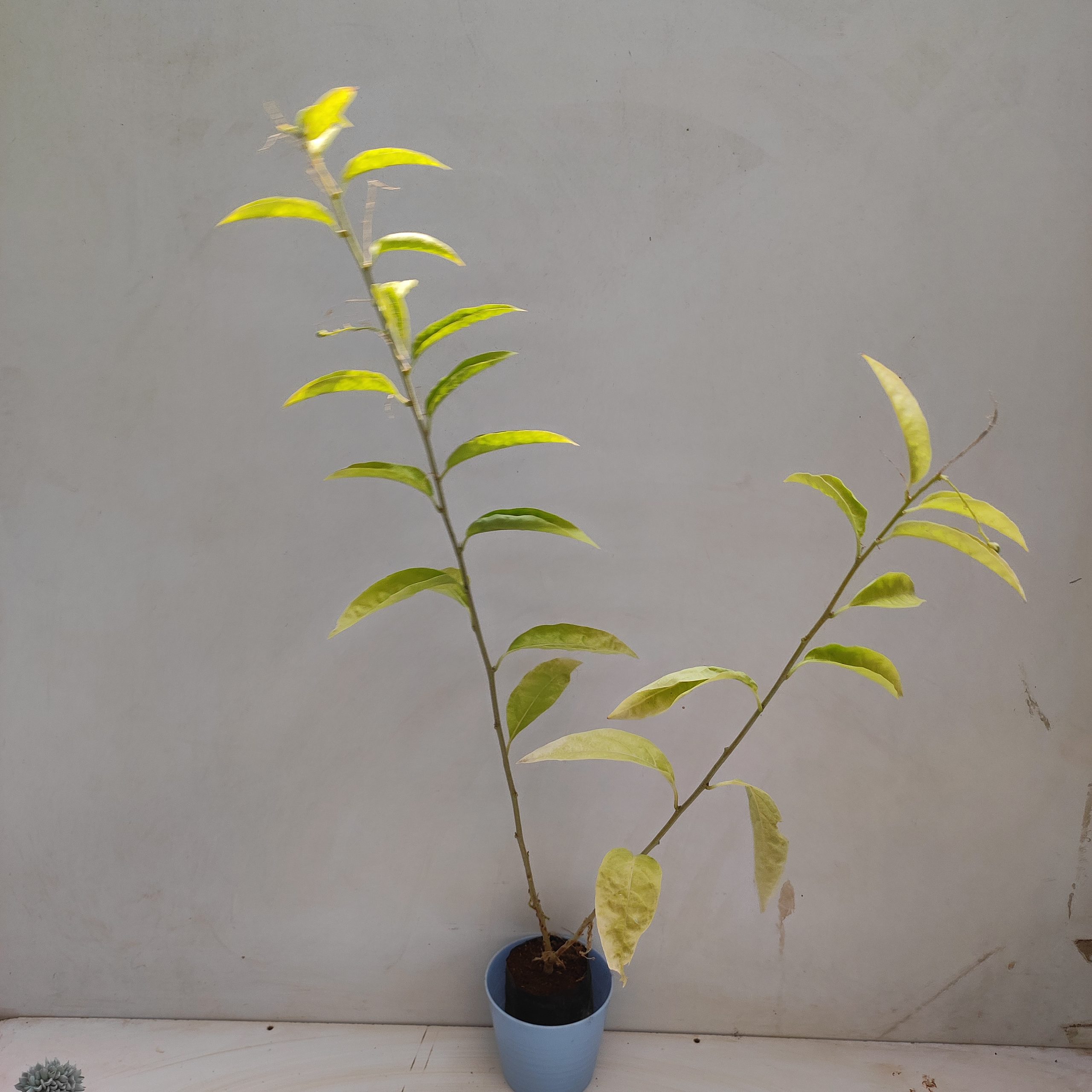 Night Blooming Jasmine, Raat Rani - NurseryBuy