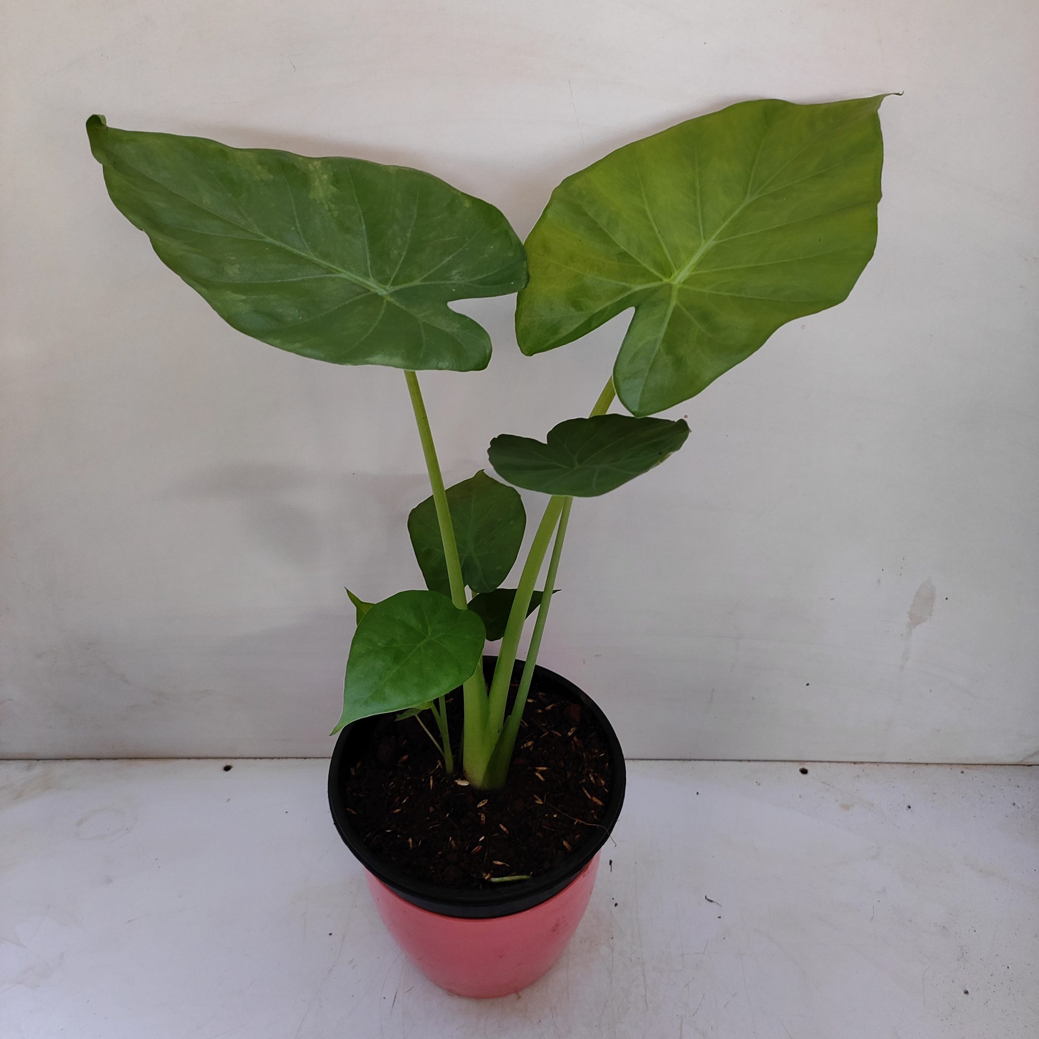 Alocasia Calidora Dwarf Dwarf Elephant Ear NurseryBuy