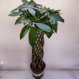 Desert Rose， Adenium Obesum one year plant ， baby size bonsai caudex from  Lankui : : Patio, Lawn & Garden