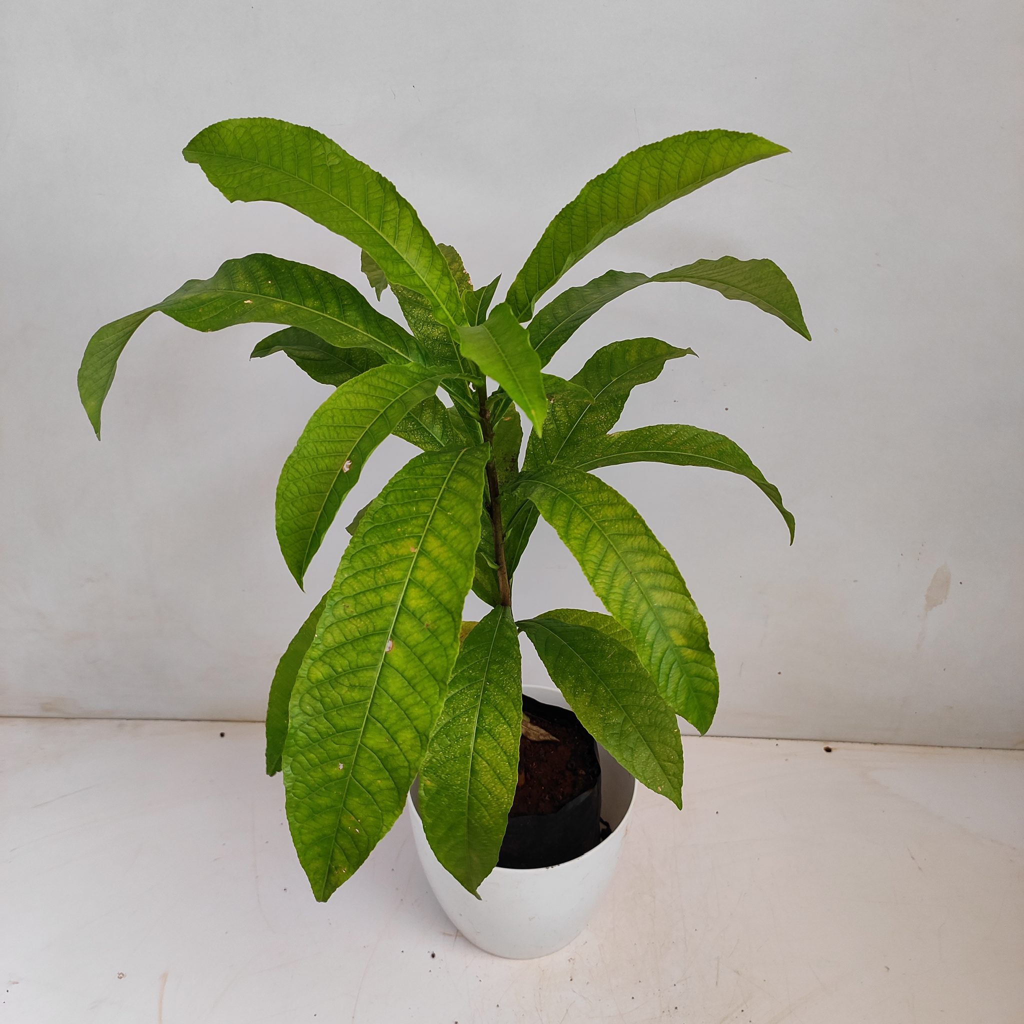 Kailashpati, Cannon-ball Tree - NurseryBuy