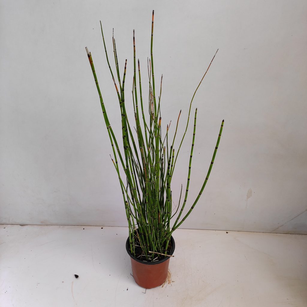 Horsetail Bamboo Plant (Equisetum Hyemale) NurseryBuy