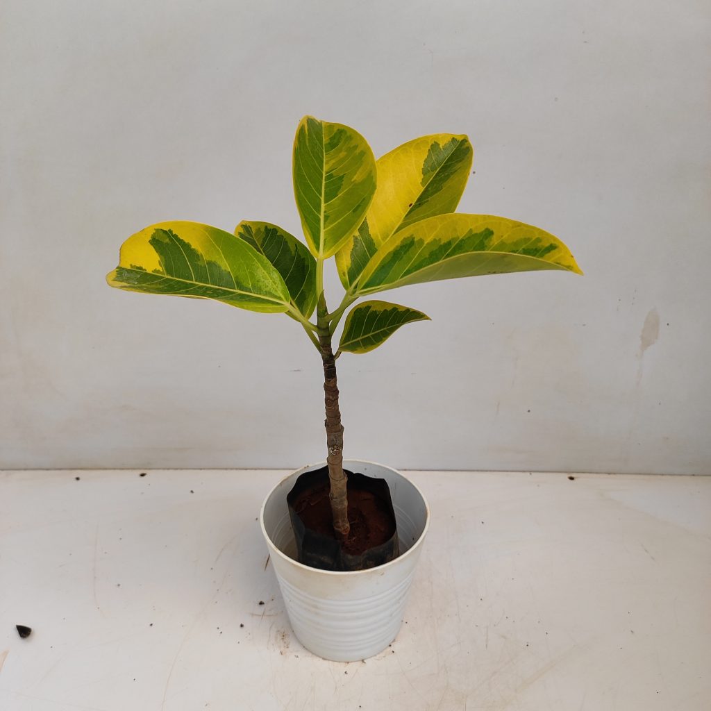 Ficus Benghalensis Variegated Banyan Fig - NurseryBuy