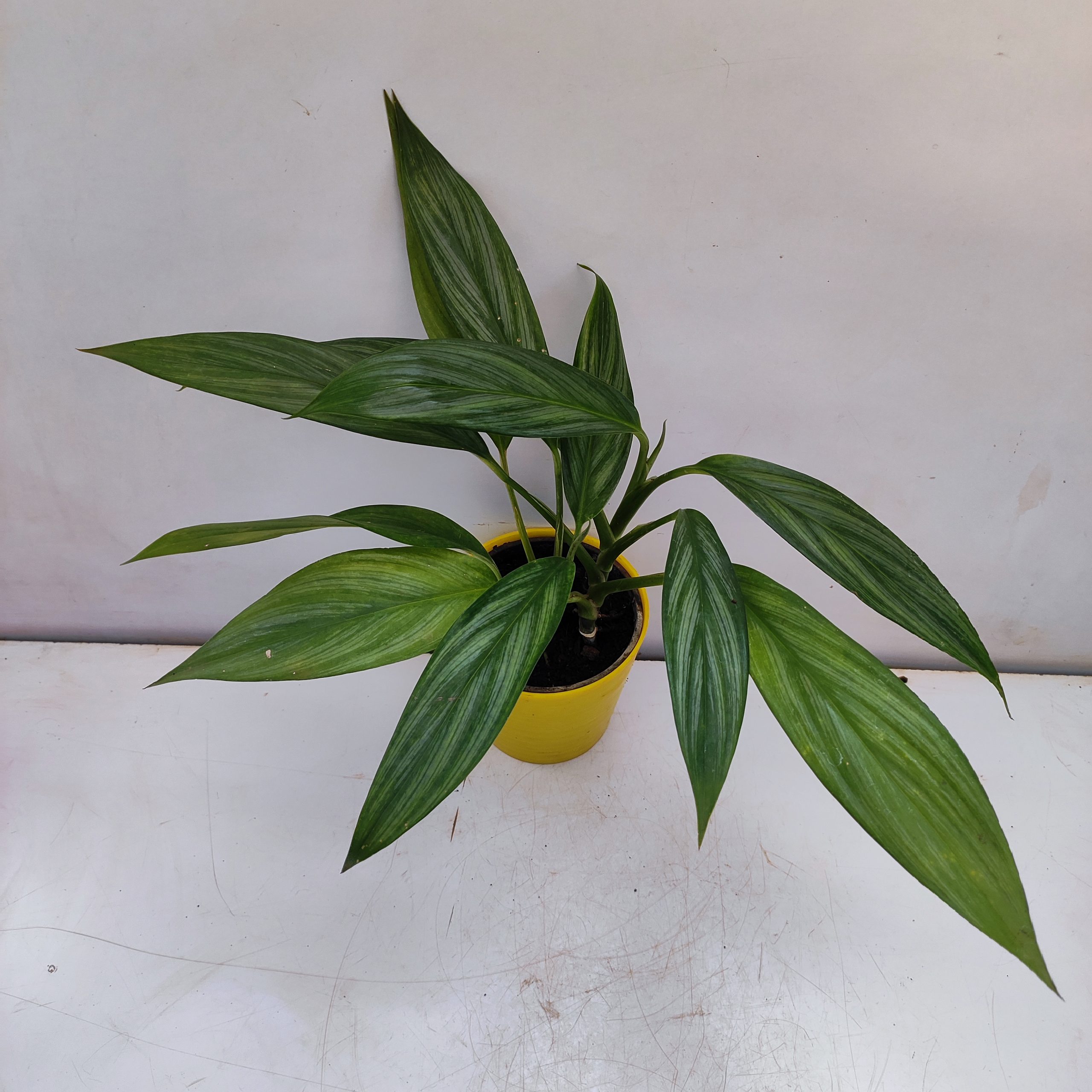 Epipremnum amplissimum Rare Plant Pothos amplifolia 