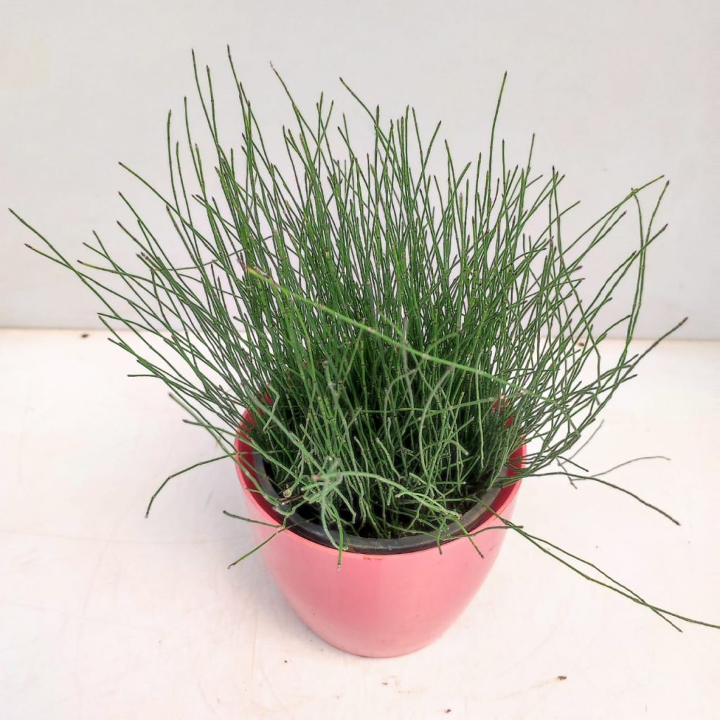 Miniature Horsetail Bamboo Plant 'Equisetum Scirpoides' NurseryBuy