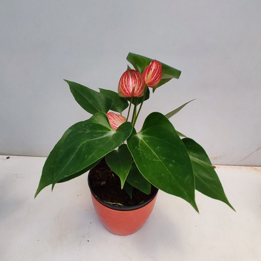 Anthurium 'Livium' - NurseryBuy