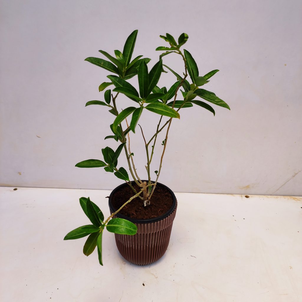 Din ka Raja Plant (Cestrum Diurnum) - NurseryBuy