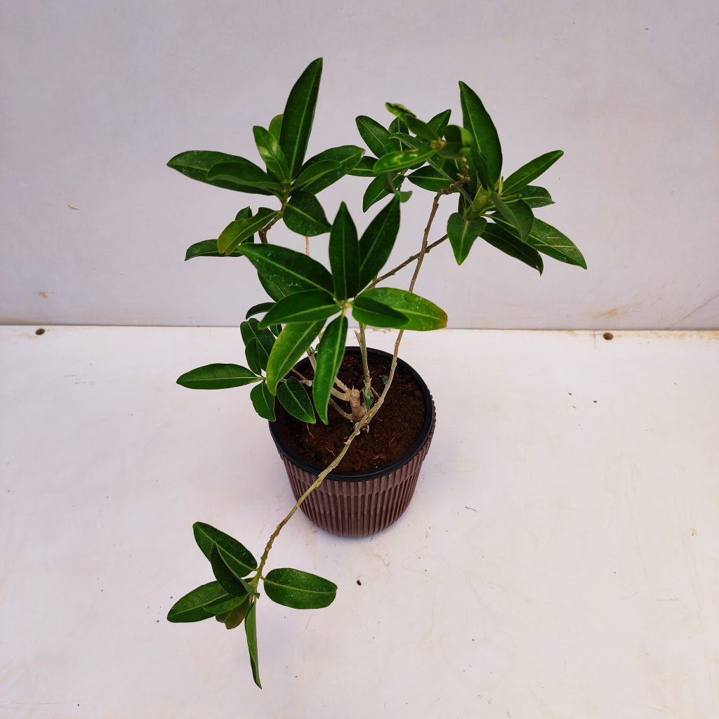 Din ka Raja Plant (Cestrum Diurnum) - NurseryBuy