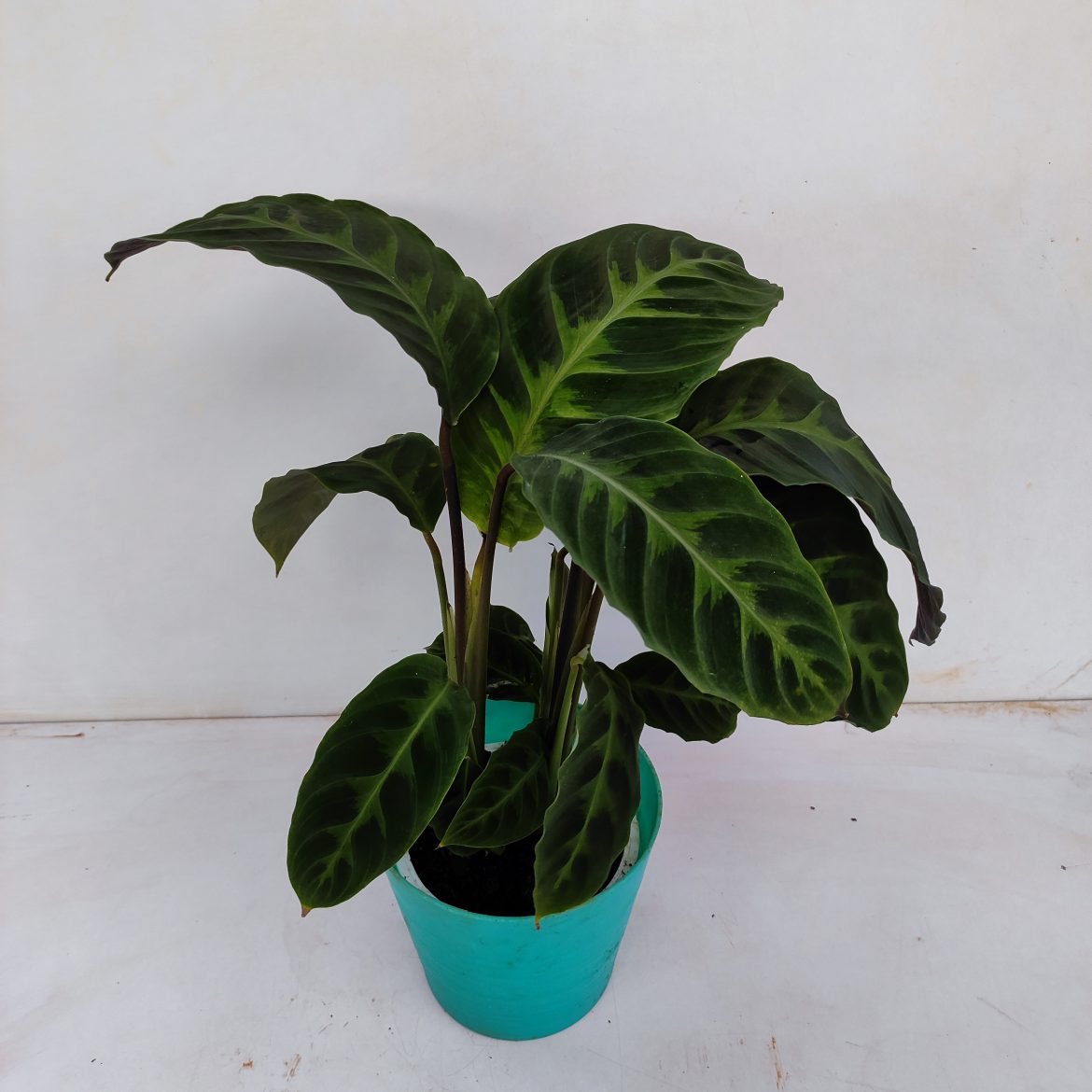 Calathea Warscewiczii (Calathea Jungle Velvet) NurseryBuy