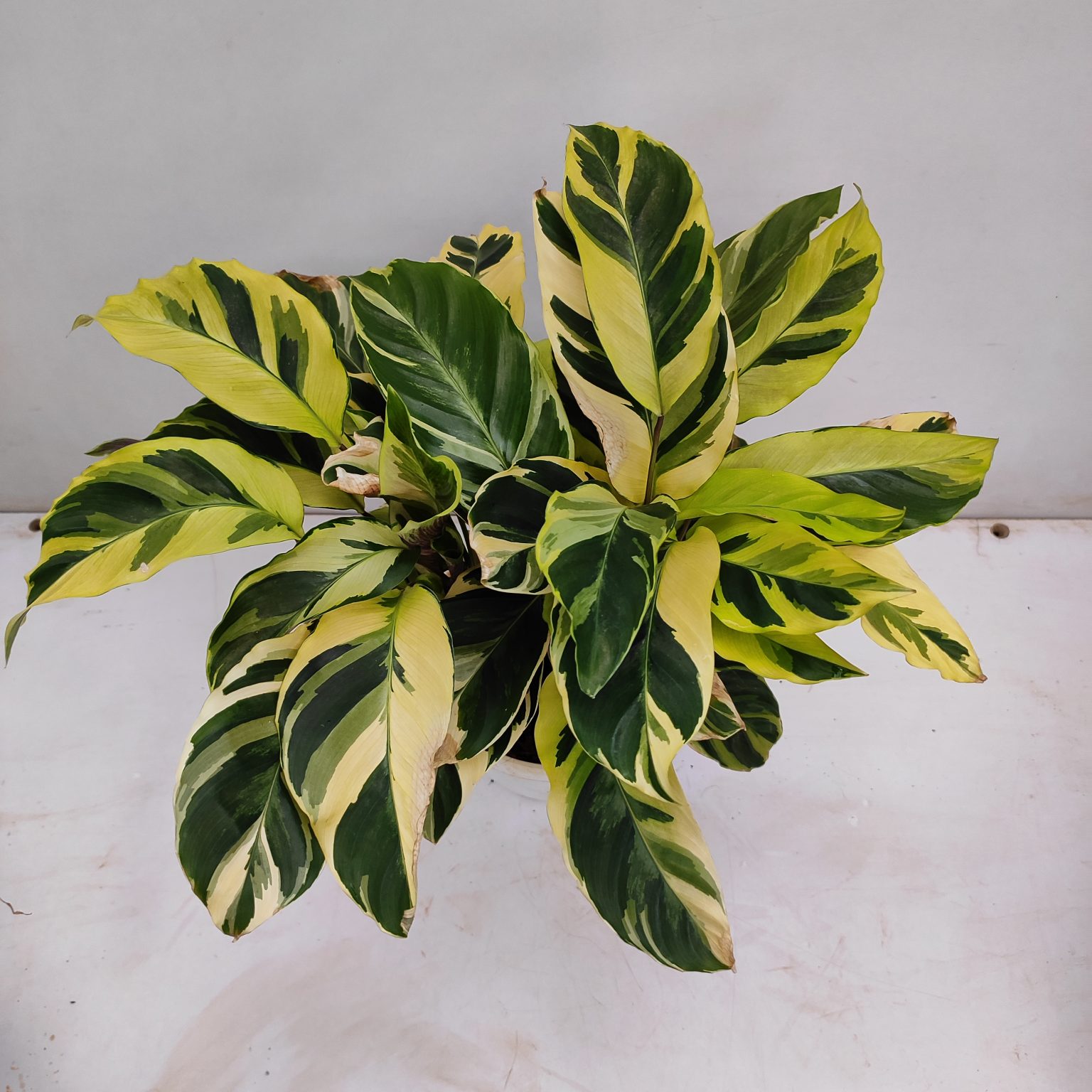 Calathea Louisae 'Thai Beauty' - NurseryBuy