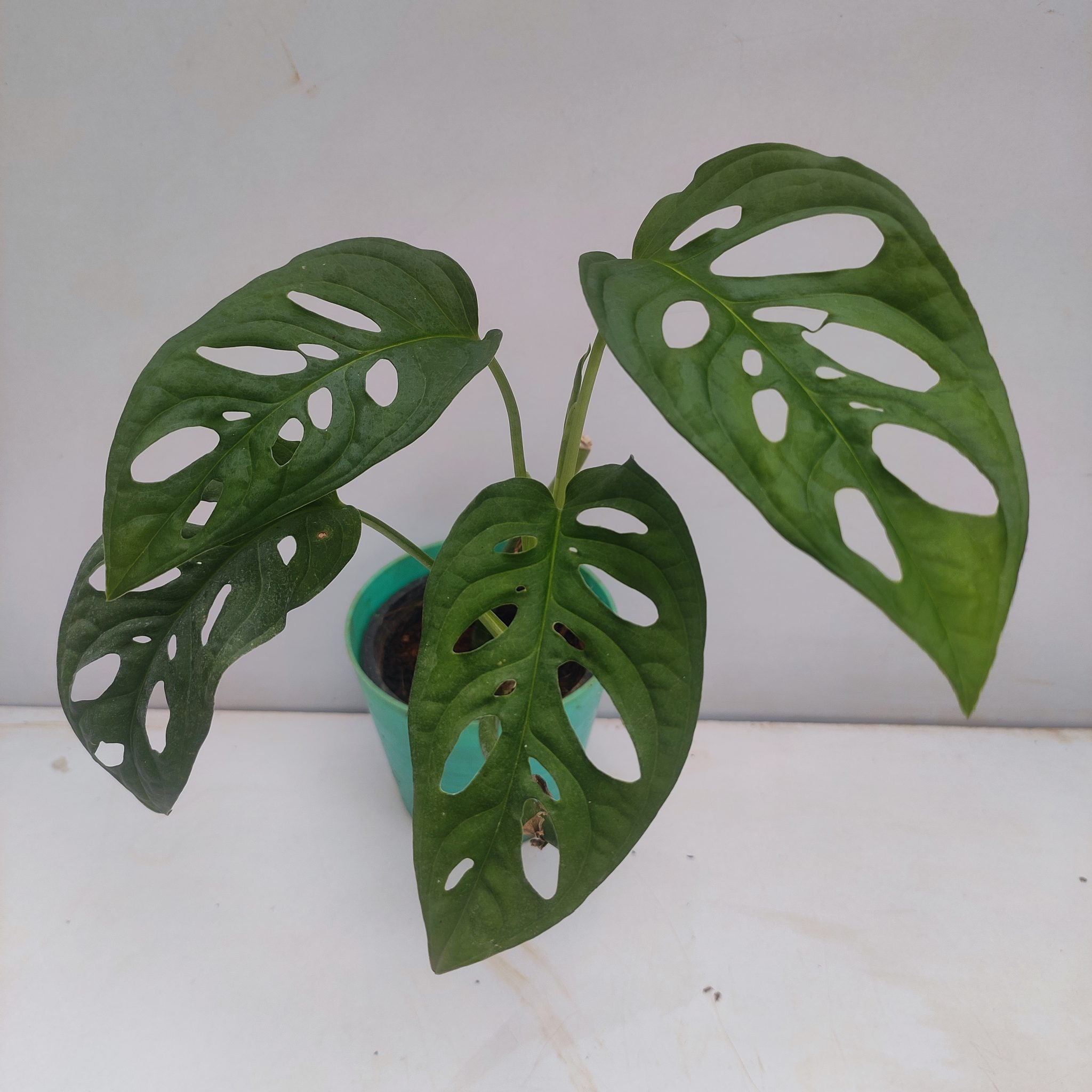 Monstera 'Adansonii' Mini - NurseryBuy