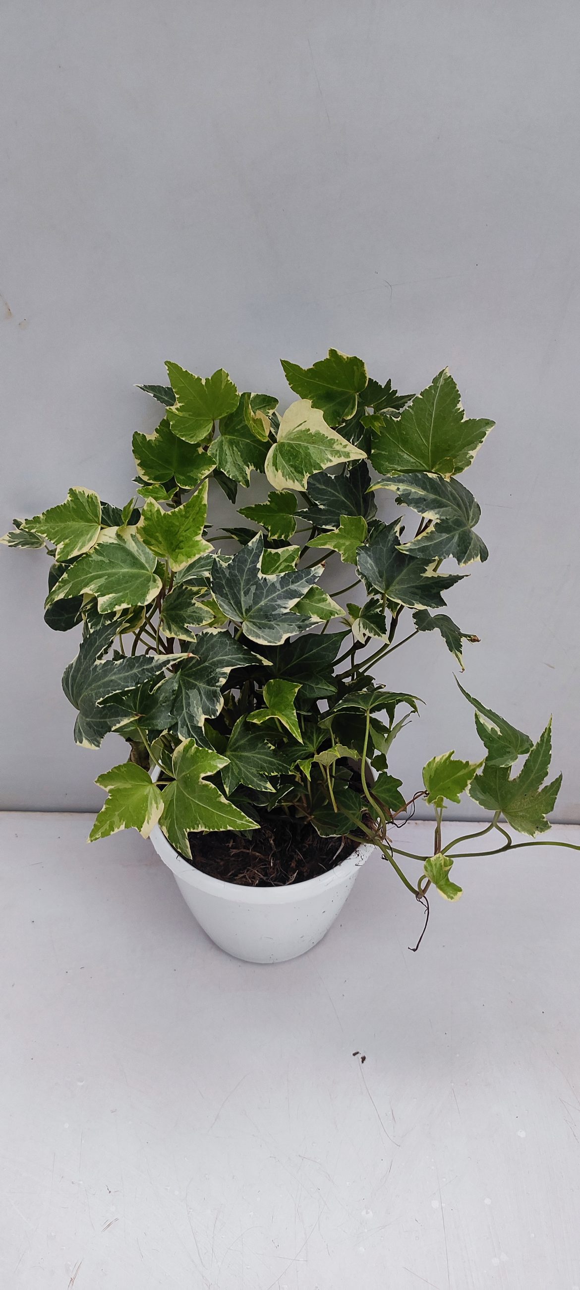 Hedera helix 'Esther' (English Ivy) - NurseryBuy