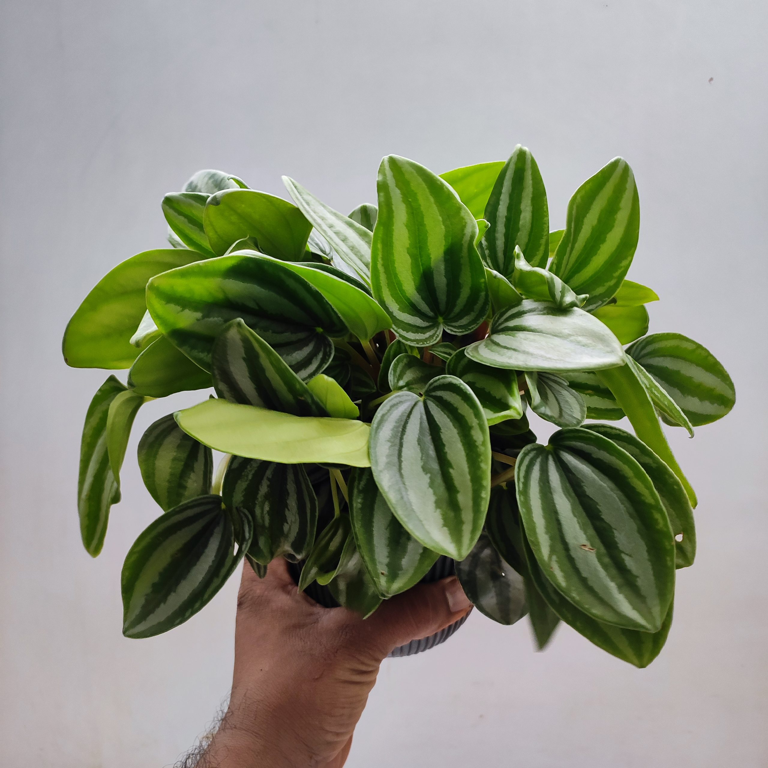 Mini Watermelon Peperomia Medium - NurseryBuy