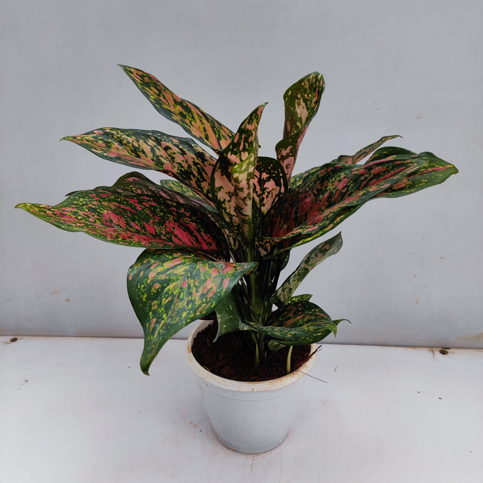 Aglaonema ‘Red Venus’ - NurseryBuy