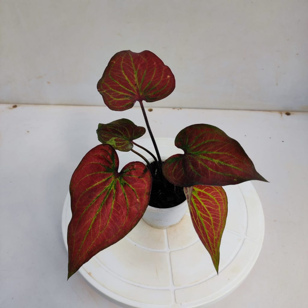 Caladium Angel Wings - NurseryBuy