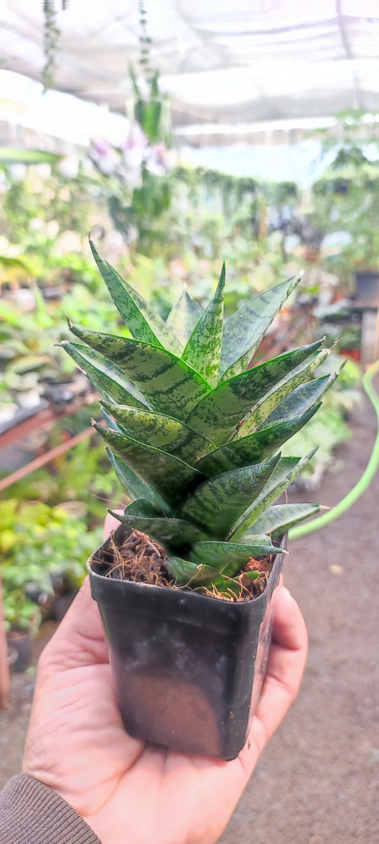 Sansevieria Gabriella Hybrid Mini Nurserybuy 