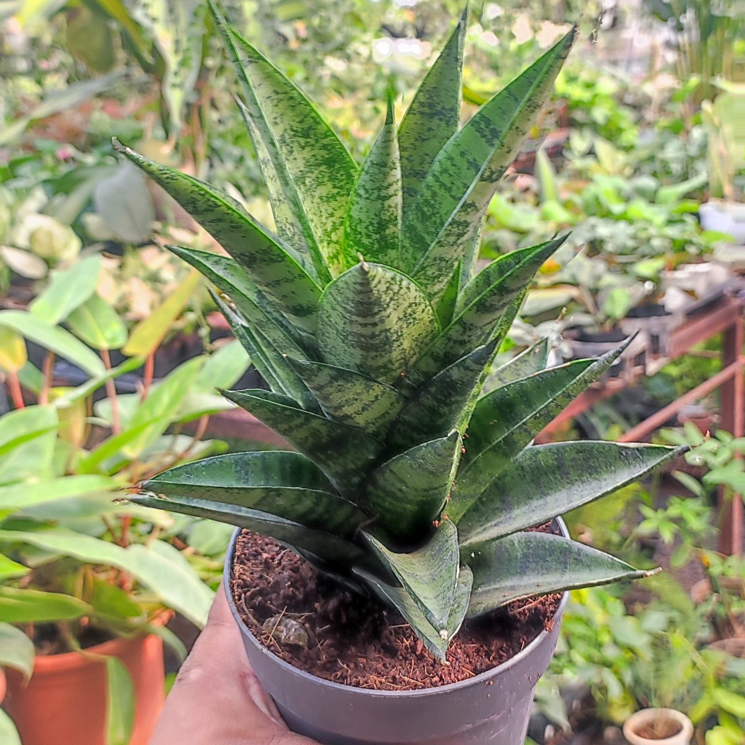 Sansevieria Gabriella Hybrid NurseryBuy
