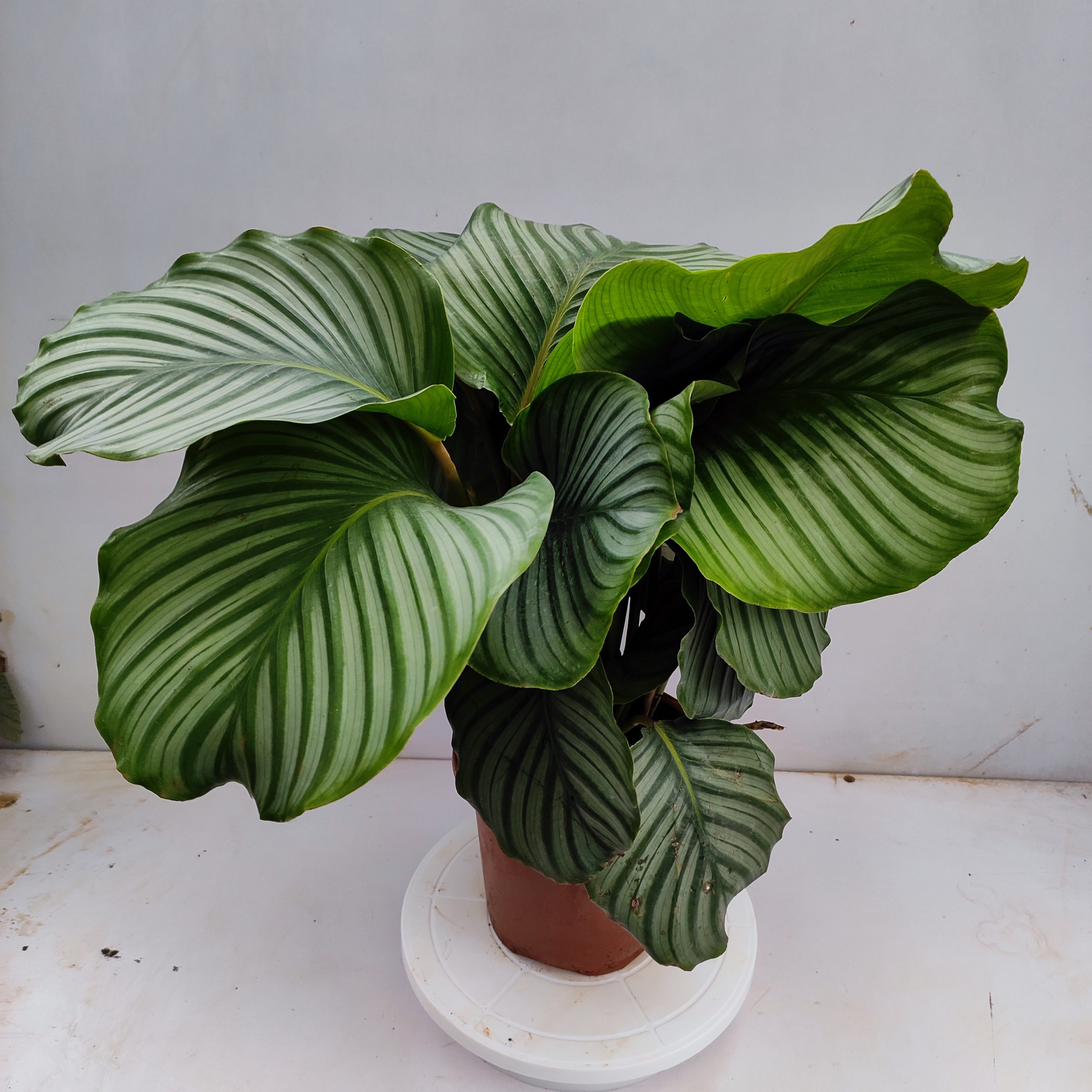 Calathea Orbifolia Large NurseryBuy Calathea Orbifolia Large NurseryBuy