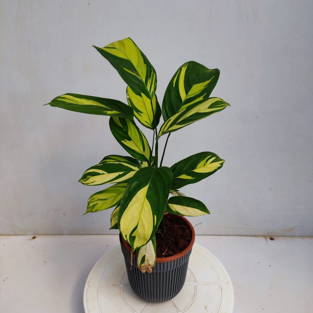 Calathea Golden Mosaic - NurseryBuy