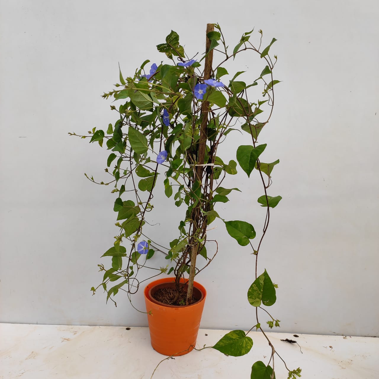 thumbnail image 2 of Bamboo Pink Japanese Morning Glory Seeds - 6 Seeds, Open Pollinated, Home Garden Harvest (2020) 2 of 2