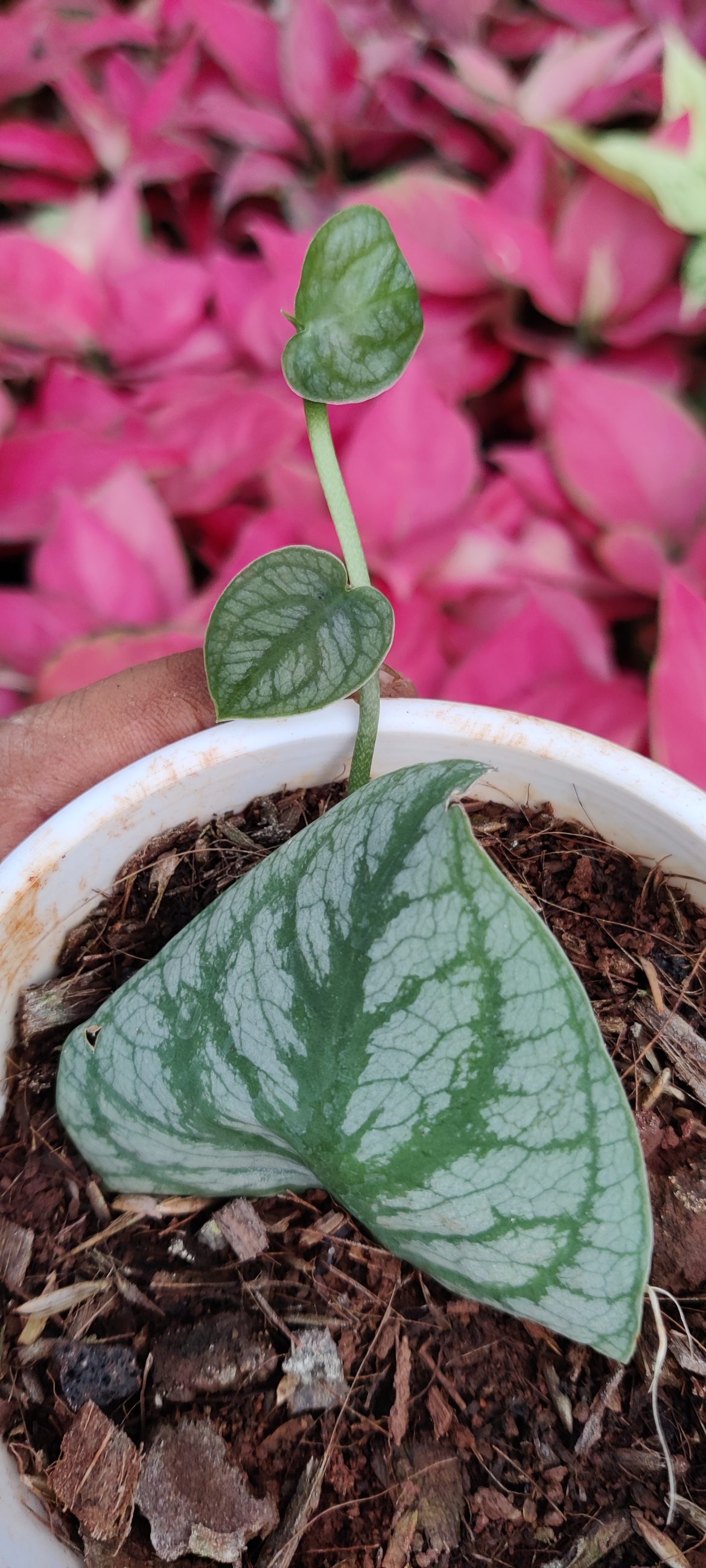 monstera-dubia-all-you-need-to-know-of-this-vining-plant-potted-well