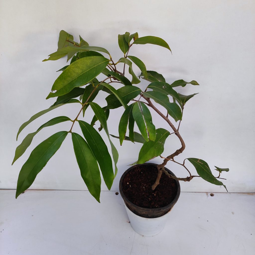 Litchi Plant - NurseryBuy