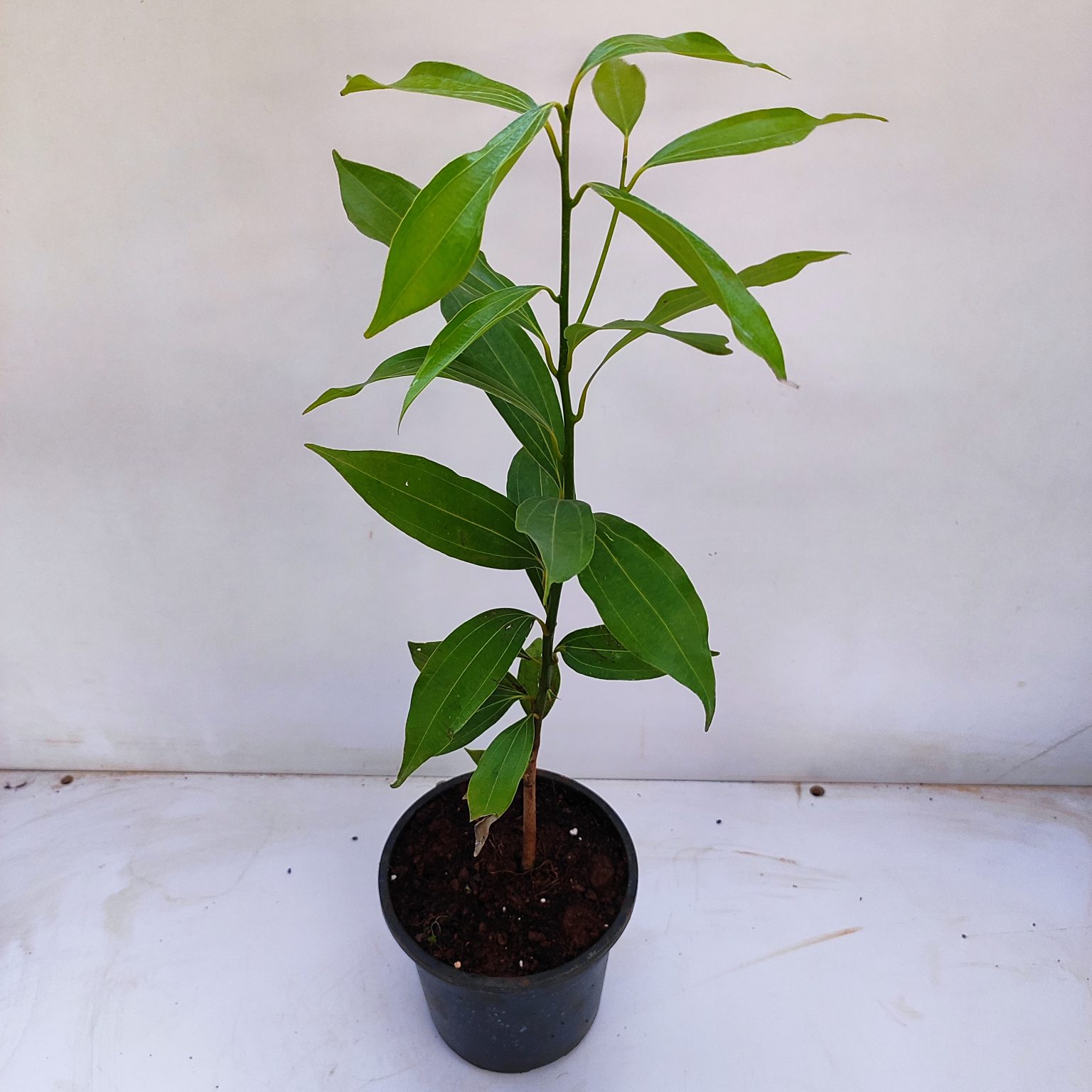 Dalchini Plant - True cinnamon - NurseryBuy