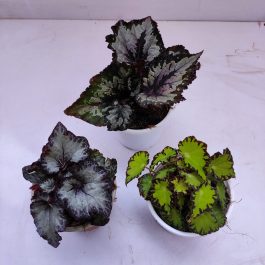 Begonia Family Archives - NurseryBuy