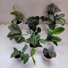 Scindapsus Family Archives - NurseryBuy