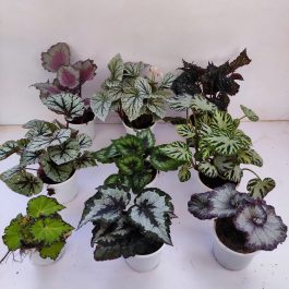 Rex Begonia Archives - NurseryBuy