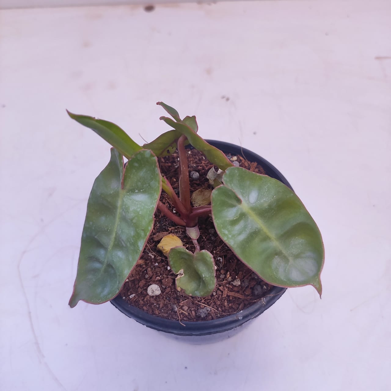 Philodendron Billietiae - NurseryBuy