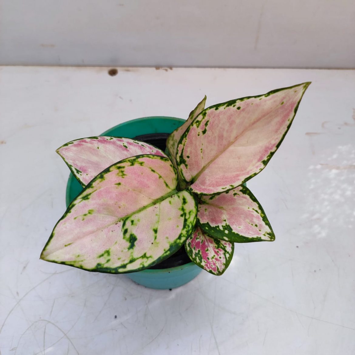 Aglaonema 'Lucky Pink' Mini - NurseryBuy