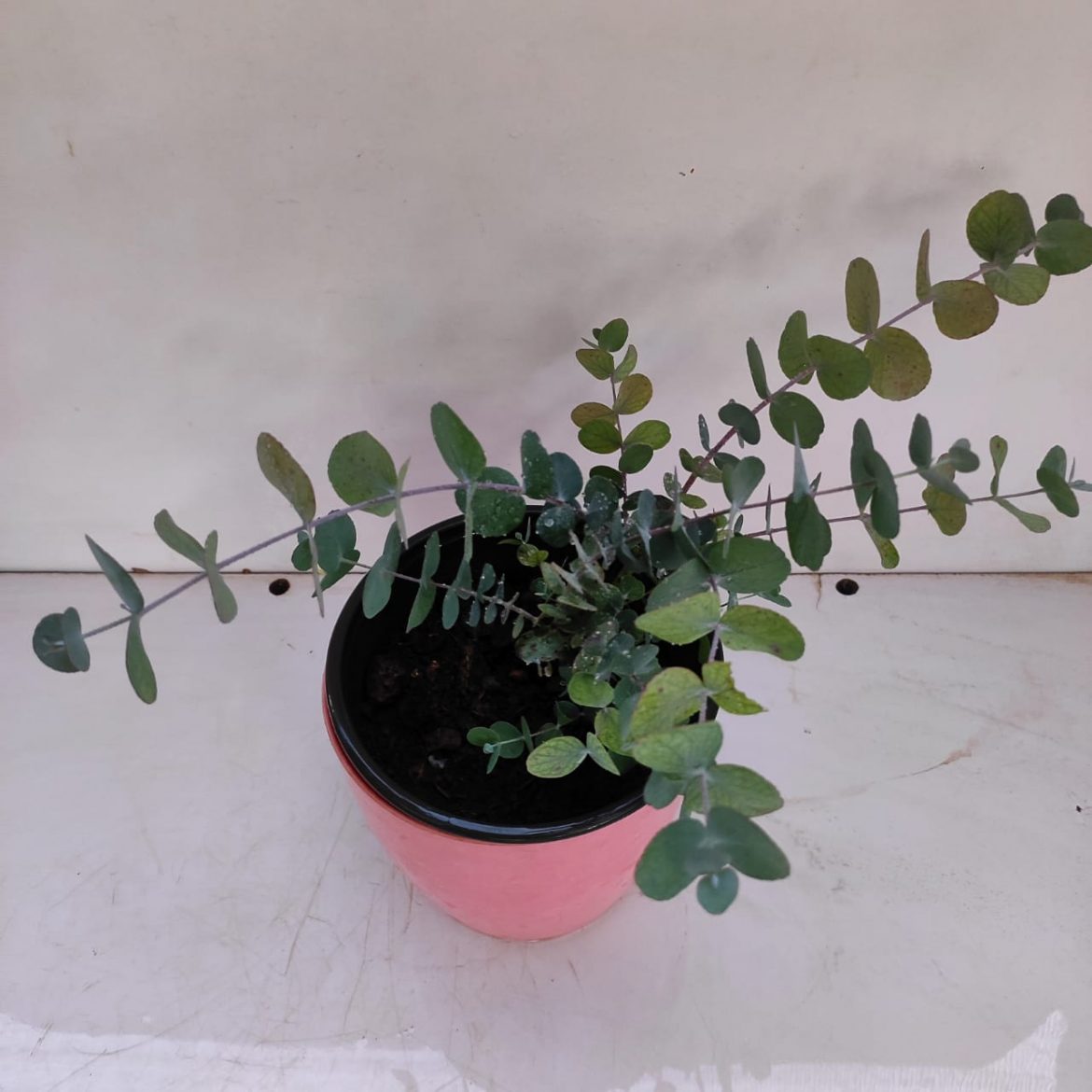 Eucalyptus Gunnii (Cider Gum Tree) NurseryBuy