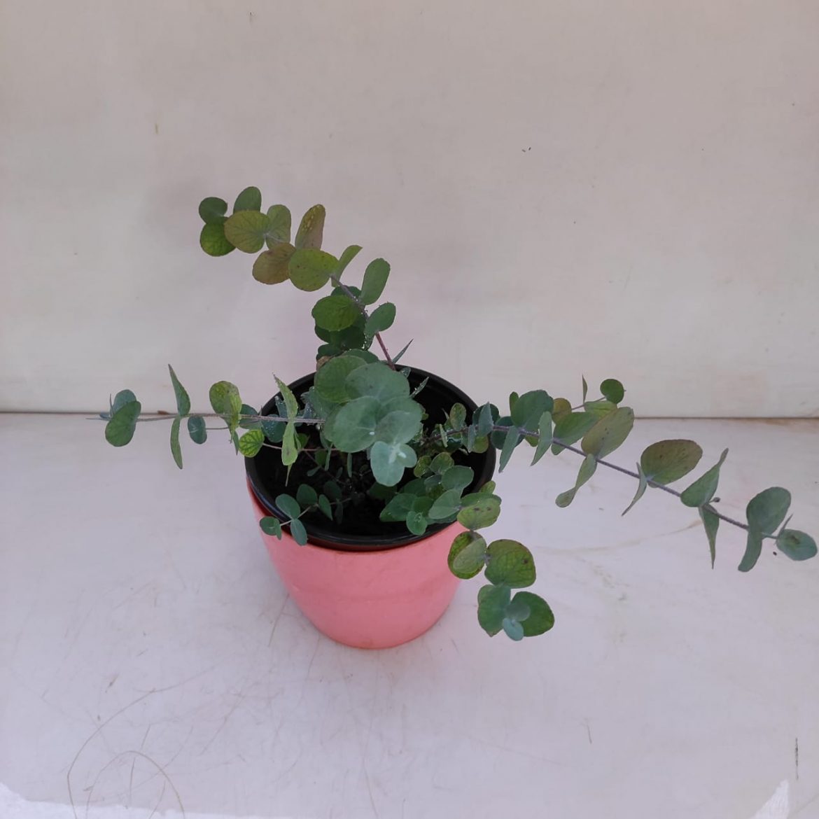 Eucalyptus Gunnii (Cider Gum Tree) NurseryBuy