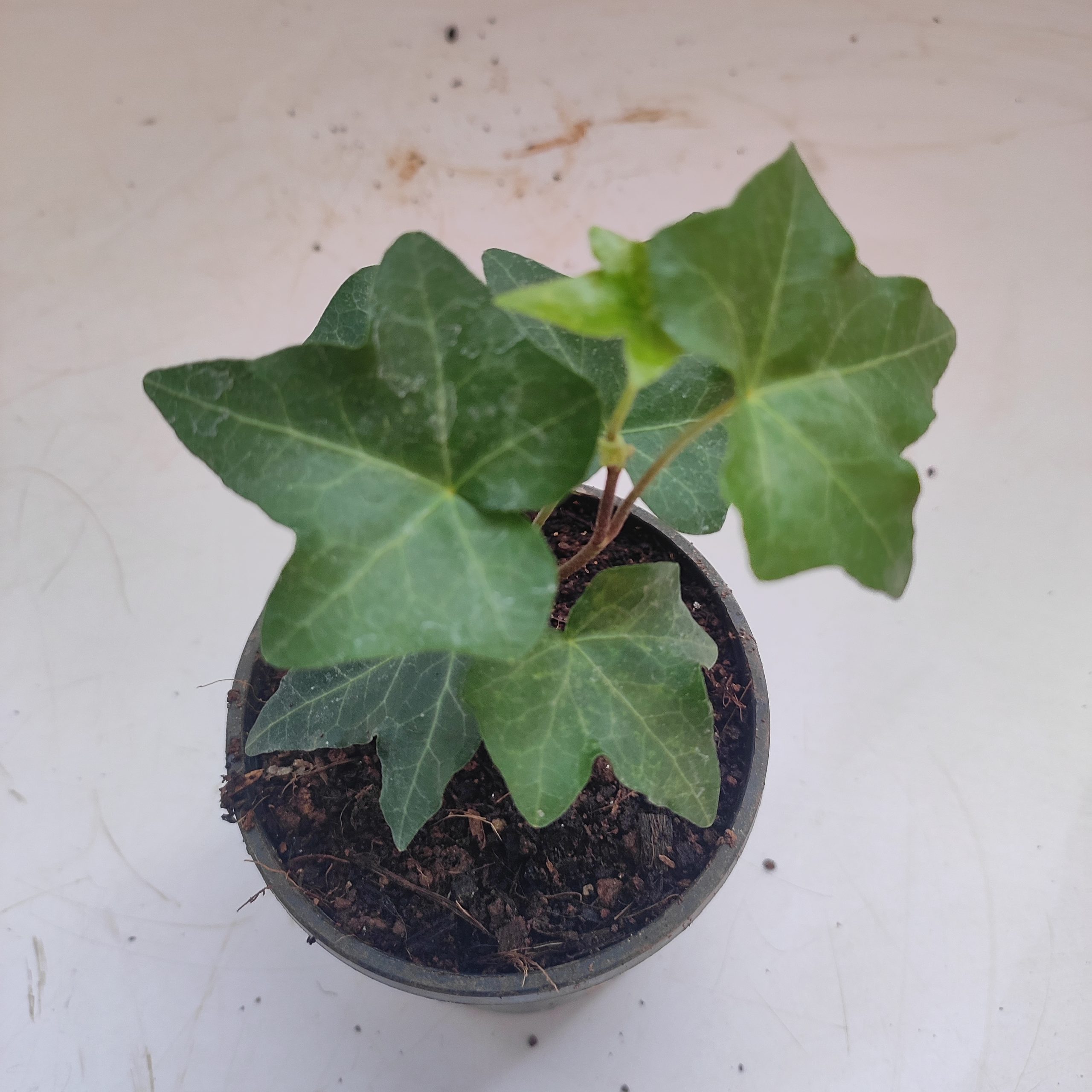 Hedera Helix 'Green' (English Ivy) Mini - NurseryBuy